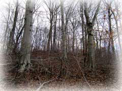 Beech trees on hillside